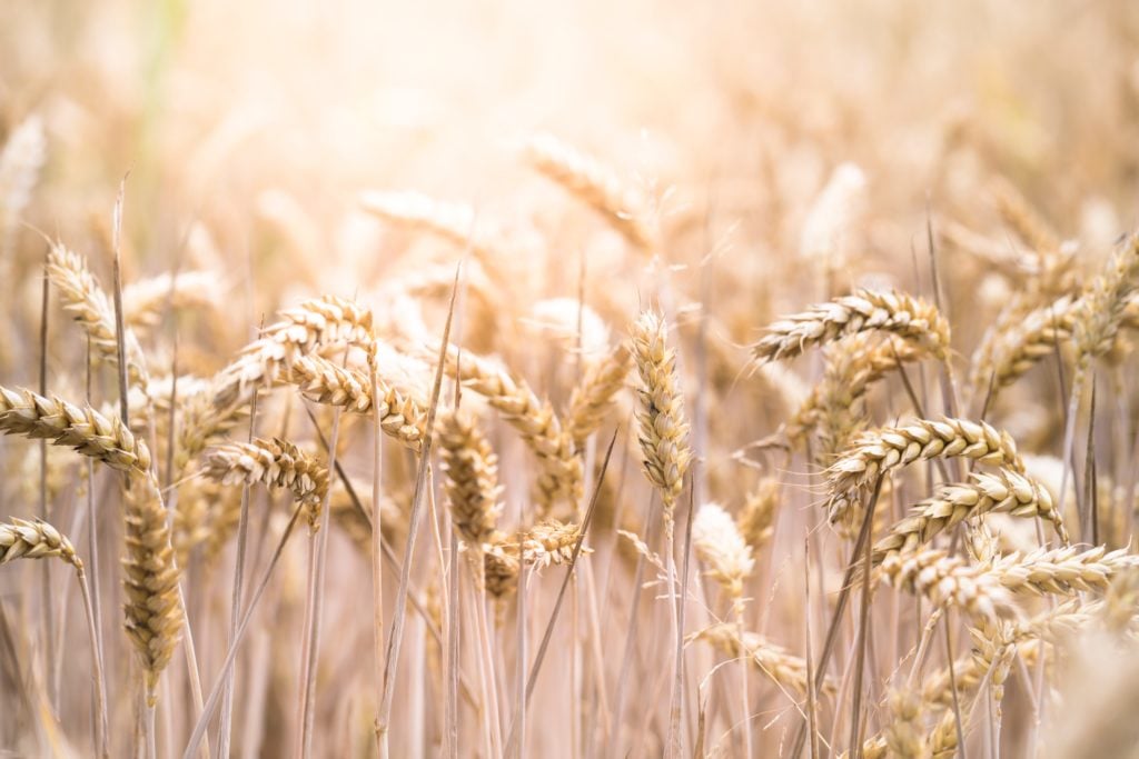 Produzione del grano ed aumento del costo delle materie prime nella filiera grano-pane, un webinar per fare chiarezza